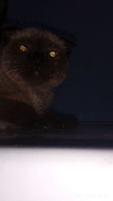 tuxedo порода кошек цена: Сиамская, 3 месяца, Мальчик, Приучена к лотку — 2