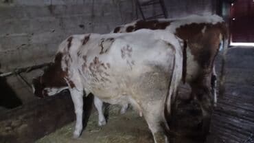 Грызуны: Продаю | Музоо, торпок | Для разведения, Для молока — 4