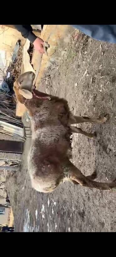 Иттер: Сатам | Ургаачы кой (ургаачы) | Көбөйтүү үчүн — 2