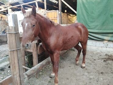 кошка домик: Продаю | Кобыла (самка), Жеребец | Рабочий — 4