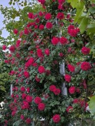 бишкек продаю дом село дордой 2: Дом, 1441 м², 12 комнат, Собственник — 9