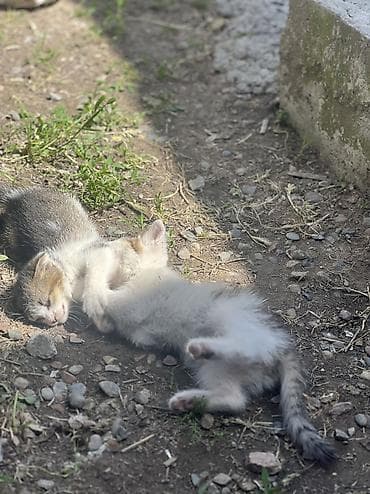 каракол кролик: Отдам в хорошие руки — 3