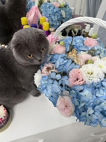 скотиш: Мой любимый котик ищет новый дом. Ему 3,5 года, он очень добрый — 3