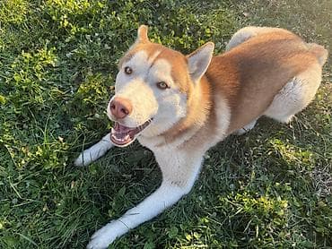 питбуль щенок черный: Хаски, 1 год, Самец — 4