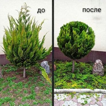 ишу работу охрана: Поссев газон✓ Посадка цветов ✓ Посадка декоративных растений ✓ — 10