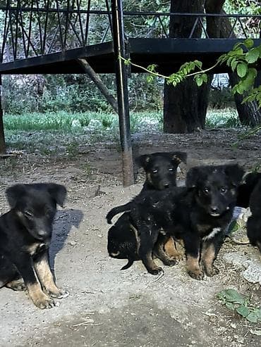 ары ящик: Щенки, черно‑подпалый окрас - Возраст: 1 месяц - Окрас: черный с — 5