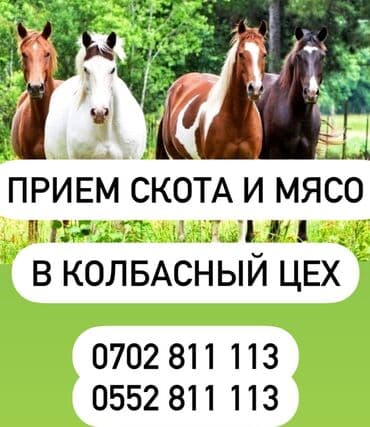 продажа щенков немецкой овчарки с документами в бишкеке: Куплю | Коровы,быки, Лошади,кони Другие С / Х животных на Колбасный | — 1