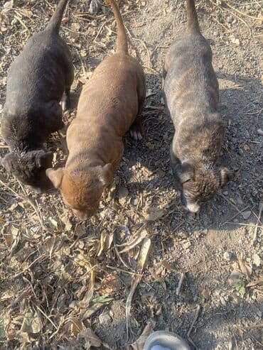 животные в добрые руки: Амстафф, 2 месяца, Самка, С прививкой — 7