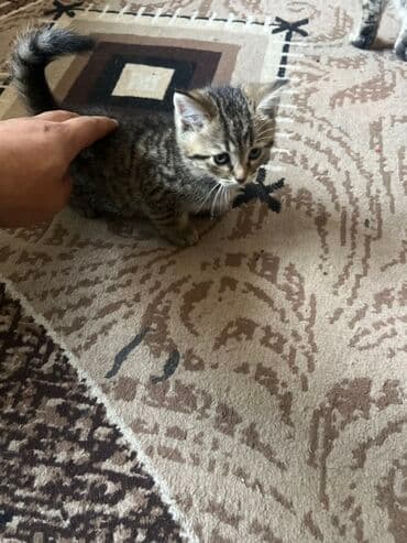 экзотическая короткошёрстная кошка: Котята, домашние. Описание: - На фото два котёнка: один полосатый — 1