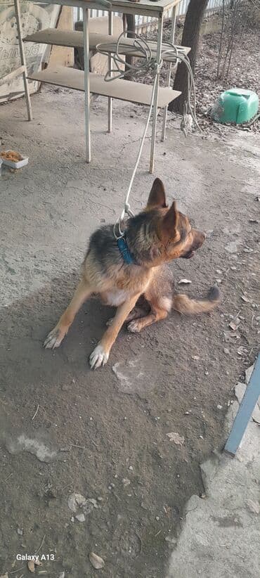 Другие животные: Немецкая овчарка, молодой кобель - Порода: немецкая овчарка (типичный — 3