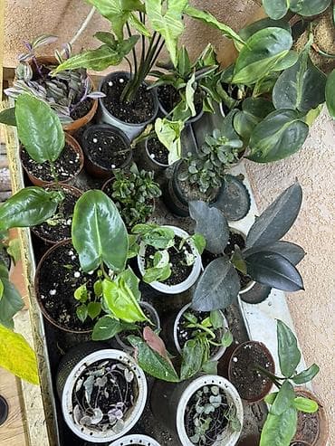 комнатные цветы бишкек: Филодендроны и другие комнатные растения — коллекционные экземпляры из — 2