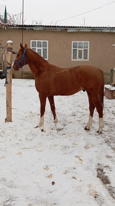 Кемирүүчүлөр: Сатам | Жылкы (эркек) | Дончак | Ат спорту | Асыл тукумдуу — 3