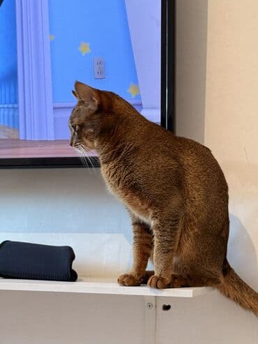 долматинец щенок: Абиссинская, 1 год, Мальчик, Приучена к лотку, Проглистована, С документами — 2