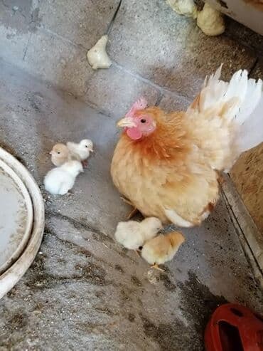 Ковролин: Продаю | Куры, Петух — 2