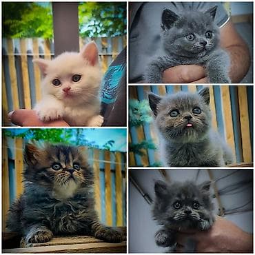 бесплатно отдам машину: -! ШОТЛАНДСКИЕ ПОРОДИСТЫЕ КОТЯТА ! — 1