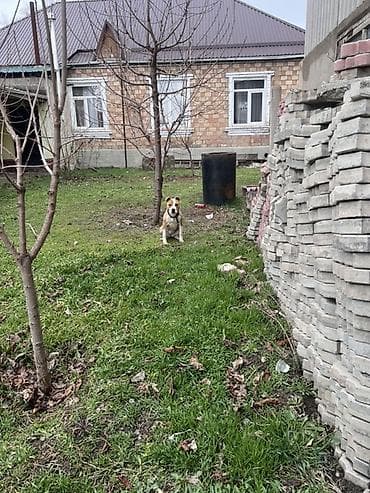 собаки охота: Американский булли, 5 месяцев, Самка — 4