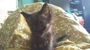 Кошка даром: Беспородная, 9 месяцев, Мальчик