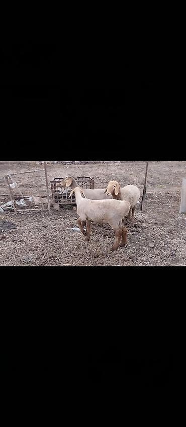 Продаю | Ягненок, Овца (самка) | Арашан | Для разведения | Матка, Ярка