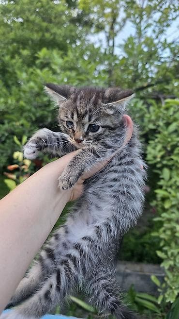 катя петя: Кошка даром: Беспородная, 3 месяца, Мальчик, Приучена к лотку — 2