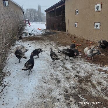 о шамо короз: Сатам | Ургаачы күрп (ургаачы), Эркек күрп | Аргын | Көбөйтүү үчүн | Асыл тукумдуу — 2