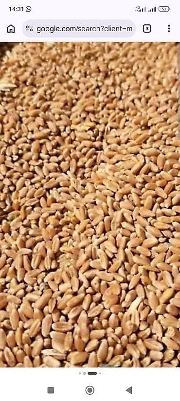 стулчик для кормление: Пшеница (зерно) - Крупное однородное зерно, чистое от примесей по — 2