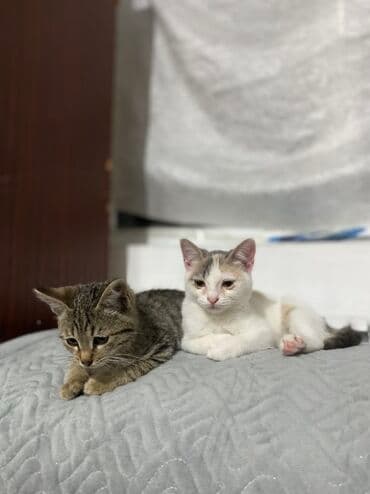 новорожденные котята: Отдадим хорошие руки полосатую котенку. Кобель приручили к наполнитель — 1