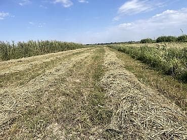 бирки для животных: Беде сатылат | продается люцерна В районе Пригородный, в ближайшее — 2