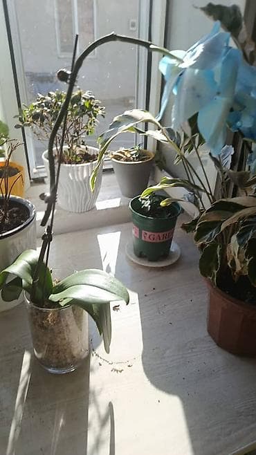 калатеи: Комнатные и уличные растения в горшках — коллекция - Кротон — 10