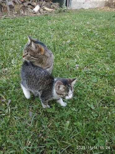1 мальчик 2 котенка оригинал: Котята от домашней кошки - Порода: беспородные (домашние), окрас — 5