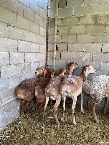 собака овчарки: Продаю | Овца (самка), Ягненок | Гиссарская, Арашан | На забой, Для разведения | Ярка — 1