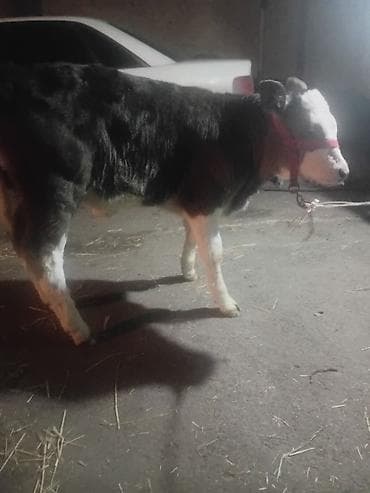 рамки для пчел: Продаю | Тёлка | На откорм | Привязанные — 1