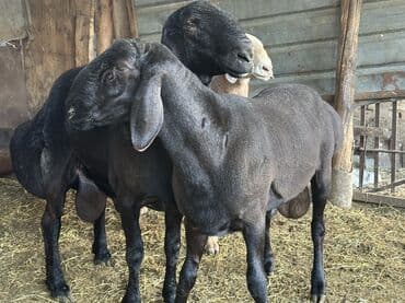 купить собаку доберман в бишкеке: Продаю | Баран (самец) | Арашан | Для разведения | Осеменитель — 3