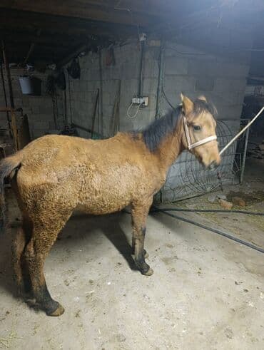 Аквариумы: Продаю | Жеребец | Рабочий — 2