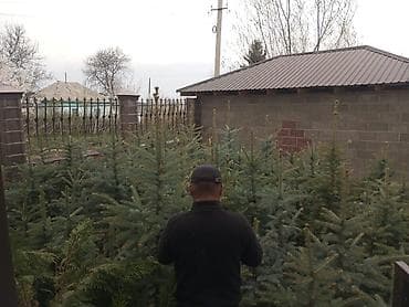 стаканчики для рассады: Ели/сосны для озеленения — саженцы и крупномеры - Породы: ель — 1