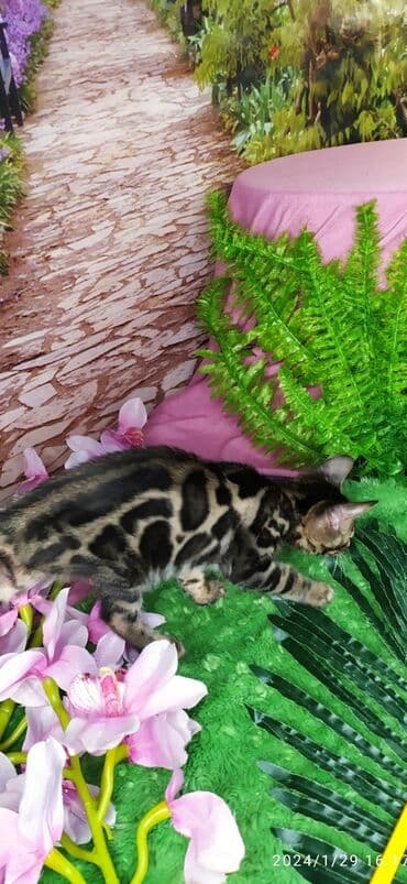 новорожденные котята: Друзья !!! питомник Бен Гла Мур с радостью предлагает новый помет. от — 11