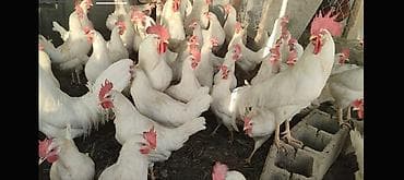 Услуги ветеринара: Продаю | Куры | Леггорн | Несушки — 2