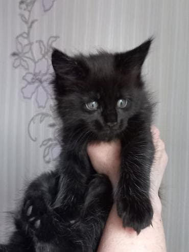 котёнки ош: Спешите забронировать шикарных котят породы мейн-кун от шикарного папы — 8