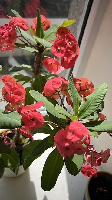 Молочаи: Молочай Милла (Euphorbia milii) в горшке - Компактный куст с — 4