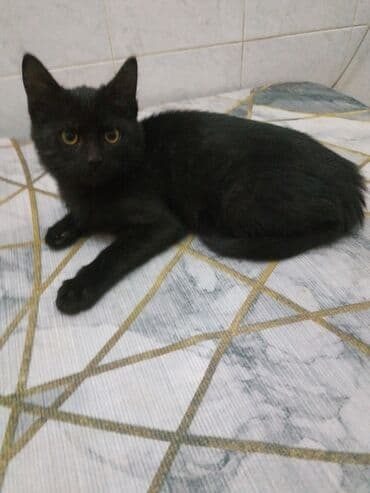 малек форели: Ищу любящих, ответствен. заботливых хозяев для трех котят (3 мес.) с — 6