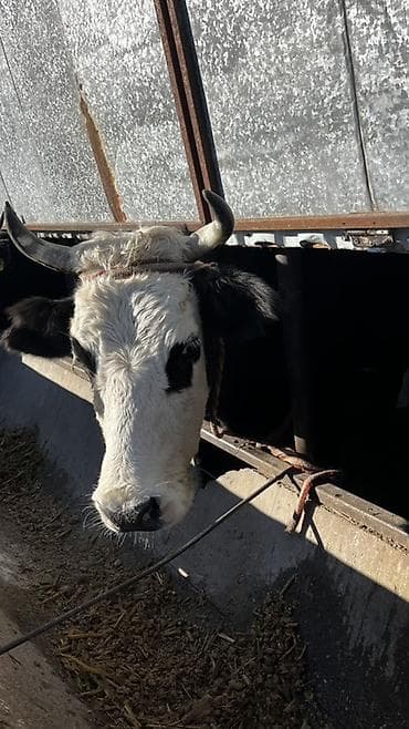 даильный апарат: Продаю | Корова (самка) | Для молока | Привязанные — 7