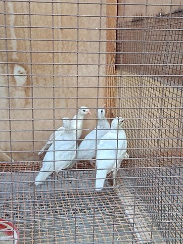 сокол купить: Кеклик силвер — 1