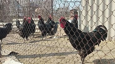 Продаю | Петух | Для разведения