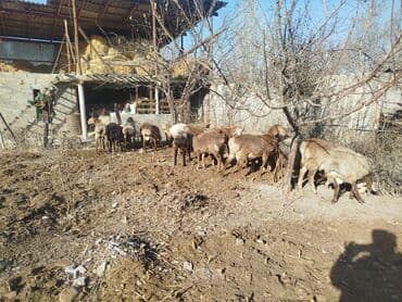 купить собаку шпица недорого: Продаю | Овца (самка) | Полукровка | Для разведения | Матка — 4