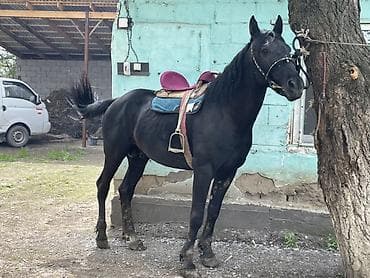 Продаю | Жеребец | Полукровка