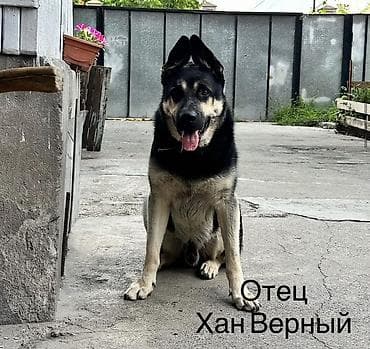 неметцкий овчарка: Восточноевропейская овчарка, 2 месяца, Самка, С прививкой, С родословной — 4