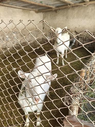 Продам с/х животных: Продаю | Козлёнок | Полукровка | Для разведения — 6