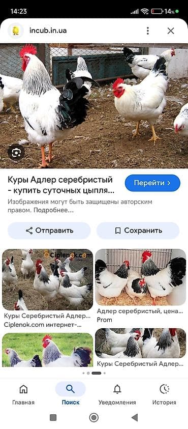 дакан тоук: Адлеры цыплята по 220 сом 28 шт — 4