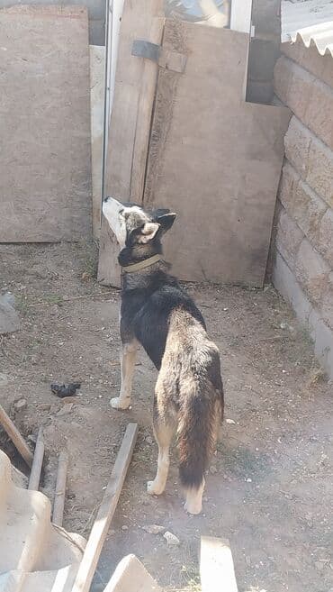 сколько стоит чихуахуа в бишкеке: Хаски, 1 год, Самка, С родословной — 2