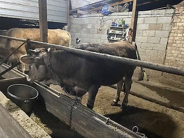 Продаю | Бык (самец) | На откорм | Привязанные
