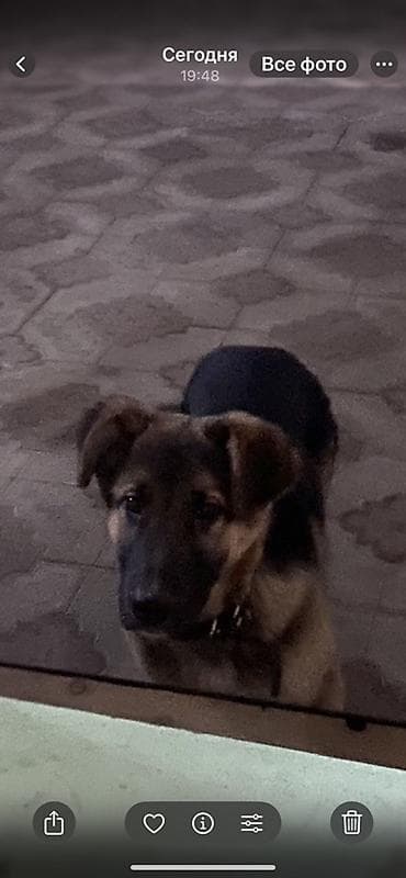 Ит кууту: Срочно продаю щенка наполовину немецкая овчарка на половину алабай - — 2